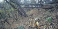 川金丝猴首次现身西安太平峪西山国有林区 - 西安网