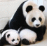 “海归”大熊猫“宝宝”所产双胞胎幼仔迎出生百日 - 西安网
