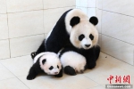 “海归”大熊猫“宝宝”所产双胞胎幼仔迎出生百日 - 西安网
