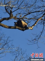 秦岭佛坪：大熊猫母子的温馨冬日 - 陕西新闻