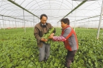 陕西省加强秋冬蔬菜稳产保供 - 西安网