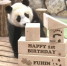 旅日大熊猫宝宝“枫滨”一岁了！ 园方送上生日礼物 - 西安网