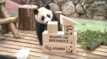旅日大熊猫宝宝“枫滨”一岁了！ 园方送上生日礼物 - 西安网