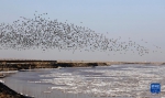 黄河“几”字弯：候鸟成群伴流凌 - 西安网