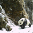 47只野生大熊猫“接收”曾经的伐木场 - 西安网