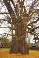 西安观音禅寺的古银杏树病了 专家助阵查找病因 - 西安网