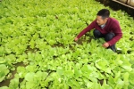 青海迎来蔬果丰收 2021年经济作物产值近35亿元 - 西安网