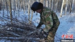 图为林业工人将树枝有序堆放在林间。　白音 摄 - 西安网
