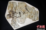 首次发现翼龙食团 中科院团队揭秘1.6亿年前中国鲲鹏翼龙食性 - 西安网