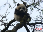 汉中佛坪保护区巡护员与大熊猫相互“接见” - 西安网