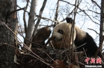 汉中佛坪保护区巡护员与大熊猫相互“接见” - 西安网