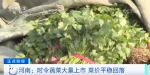 河南：时令蔬菜大量上市 菜价平稳回落 - 西安网