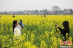 游客在万安县百嘉镇廓埠村的油菜花田里游玩拍照。　邱哲 　摄 - 西安网