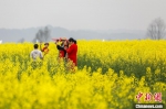 游客在万安县百嘉镇廓埠村的油菜花田里游玩拍照。　邱哲 　摄 - 西安网