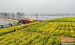连日来，江西万安县各地的油菜花尽情绽放，美不胜收，吸引了众多游客前来赏花赏景。　邱哲 　摄 - 西安网