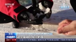手语视频丨应对高温融雪 国家冬季两项中心全力保障冬残奥会运行 - 西安网