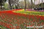 西安兴庆宫：几十万株郁金香绽放，姹紫嫣红汇成花海 - 西安网