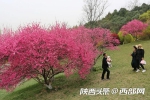 西安植物园菊花桃绚丽绽放，花朵酷似菊花，颜值比普通桃花高 - 西安网