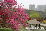 西安植物园菊花桃绚丽绽放，花朵酷似菊花，颜值比普通桃花高 - 西安网