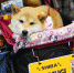 东京国际宠物展 - 西安网
