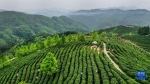 陕西平利：以茶致富 因茶兴业 - 西安网
