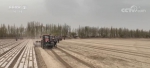 新疆棉农采用“干播湿出”种植技术 棉花出苗率从80%提高到90%以上 - 西安网