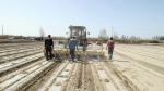 新疆喀什地区莎车县70万亩棉花全面开播 北斗导航无人驾驶智能播种 - 西安网