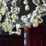 海棠花开紫禁城 - 西安网