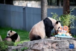 美国史密森学会国家动物园庆祝大熊猫抵美暨大熊猫项目50周年 - 西安网