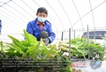 一起守“沪”|上海：企业复工复产 滞销蔬菜直接进食堂 - 西安网