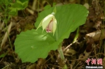 陕西拍摄到花期中的国家二级保护植物扇脉杓兰 - 陕西新闻