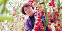 临潼小番茄制种约占全国半壁江山 - 西安网