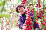 临潼小番茄制种约占全国半壁江山 - 西安网