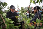 【乡村振兴东风劲】白水苹果试验站:让中国人都吃上带有国字号的好苹果 - 西安网
