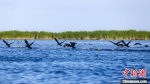 新疆博斯腾湖：芦苇返青水鸟繁殖 - 西安网