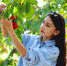乡村振兴看新疆|种下红樱桃 结出“致富果” - 西安网