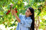 乡村振兴看新疆|种下红樱桃 结出“致富果” - 西安网