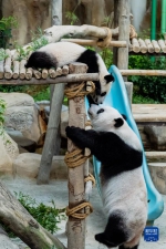 中国旅马大熊猫“靓靓”的第三只宝宝取名“升谊” - 西安网