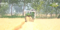 三夏时节 | 农机服务队提供社会化服务 助力小麦颗粒归仓 - 西安网