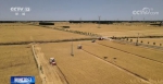 【在希望的田野上·三夏时节】全国已收获小麦面积5583万亩 - 西安网