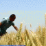【在希望的田野上·三夏时节】上下同心措施得力 多地小麦增产和丰收趋势明显 - 西安网