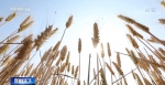 【在希望的田野上·三夏时节】上下同心措施得力 多地小麦增产和丰收趋势明显 - 西安网
