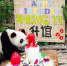 在马出生的大熊猫宝宝“升谊”庆祝一岁生日 - 西安网