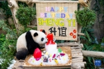 在马出生的大熊猫宝宝“升谊”庆祝一岁生日 - 西安网
