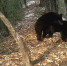 佛坪拍到二级重点保护野生动物亚洲黑熊交配影像 - 陕西新闻