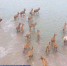 文化和自然遗产日|探访世界自然遗产黄（渤）海候鸟栖息地 - 西安网