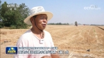 【在希望的田野上·三夏时节】我国夏粮主产区麦收进度过九成 - 西安网