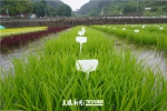 【大国“粮”策】贵州:科技育种,抓牢农业现代化种业“芯” - 西安网