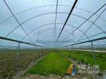 可助千人就业！宁波人在西昌建起阳光玫瑰种植基地 - 西安网
