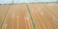 农业农村部：夏粮生产呈现四大亮点 小麦品质好于上年 - 西安网